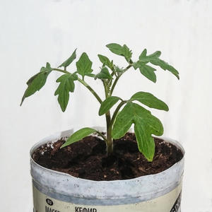 An amazing variety for summer residents-experimenters - tomato Banana legs and recommendations for its cultivation