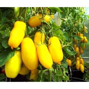 Eine erstaunliche Vielfalt für Sommerbewohner-Experimentatoren - Tomaten-Bananen-Beine und Empfehlungen für den Anbau