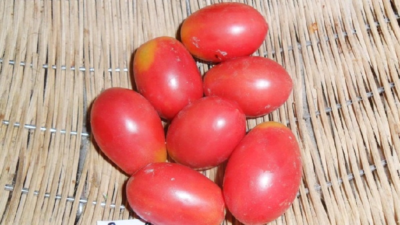 Bohatá sklizeň malých švestkových rajčat z každého keře - rajčatově růžové rozinky a tajemství péče o něj