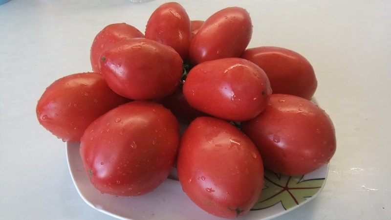 Bogata berba sitnih šljiva rajčice iz svakog grma - rajčica Pink grožđice i tajne brige o njoj