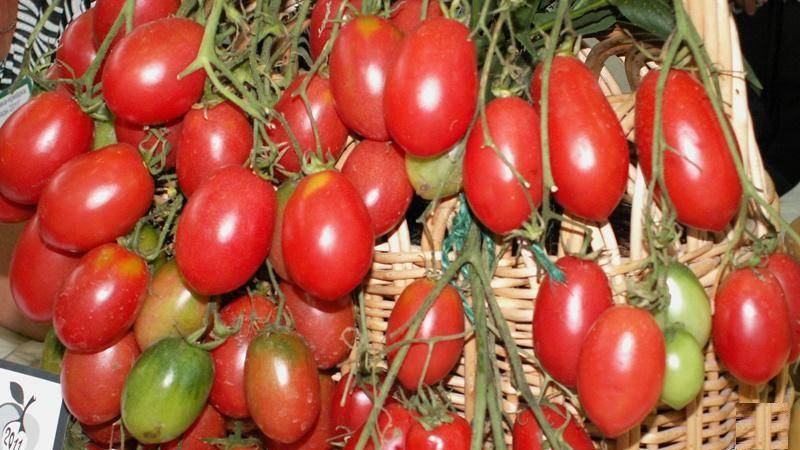 A rich harvest of small plum tomatoes from each bush - tomato Pink raisins and the secrets of caring for it