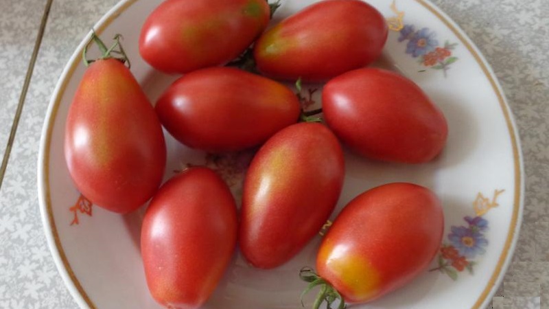 Una rica cosecha de pequeños tomates ciruela de cada arbusto: tomate Pasas rosas y los secretos para cuidarlo.