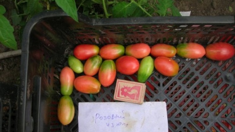 Uma rica colheita de pequenos tomates de ameixa de cada arbusto - tomate Passas rosa e os segredos de cuidar dele