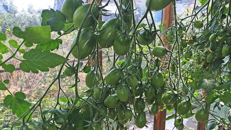 Turtingas derlius mažų slyvų pomidorų iš kiekvieno krūmo - pomidorų rausvos razinos ir rūpinimosi ja paslaptys