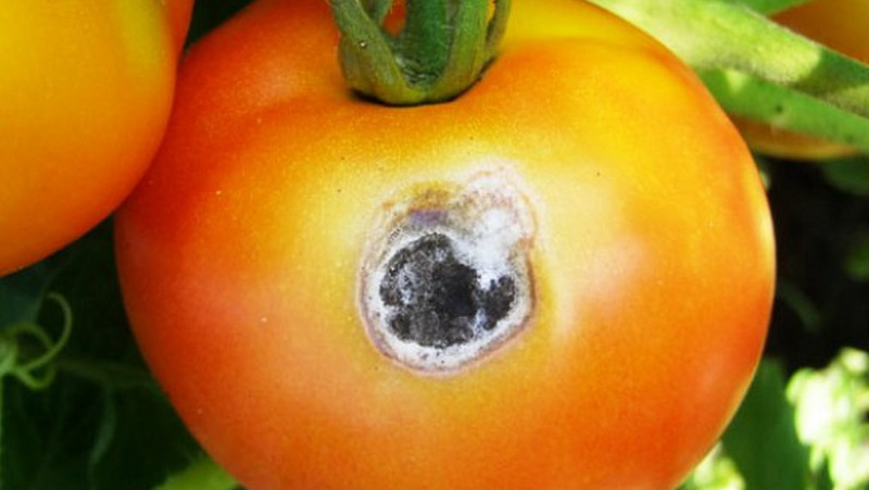 Rápidamente combatimos el problema descubierto de los tomates: aparecieron agujeros en los tomates: qué hacer y cómo salvar su cosecha