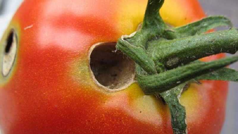 Wir bekämpfen schnell das entdeckte Problem der Tomaten: In den Tomaten sind Löcher aufgetreten - was zu tun ist und wie Sie Ihre Ernte retten können
