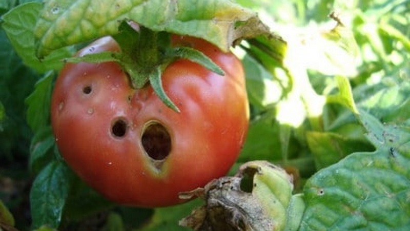 Combatemos rapidamente o problema descoberto dos tomates: surgiram buracos nos tomates - o que fazer e como salvar sua colheita