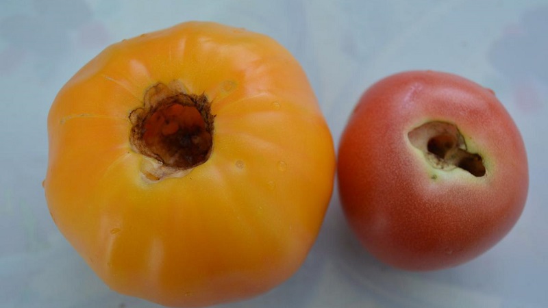 Rápidamente combatimos el problema descubierto de los tomates: aparecieron agujeros en los tomates: qué hacer y cómo salvar su cosecha