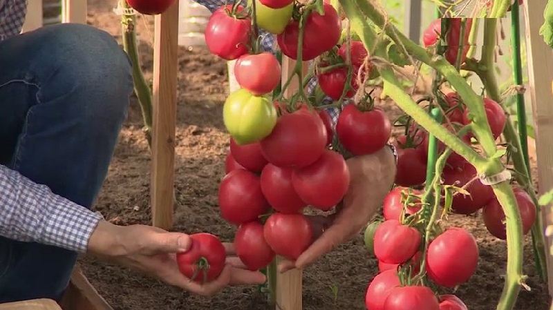Kuo naudinga pomidorų aviečių imperija ir kaip jas užsiauginti patiems - praktinis vadovas