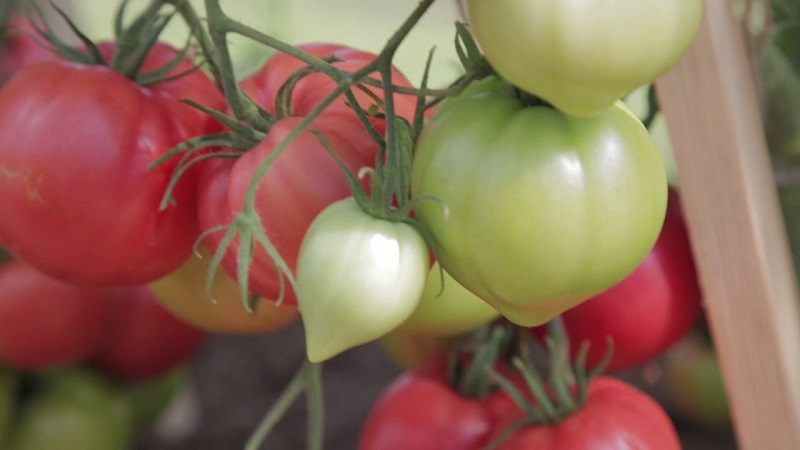 Wat is er goed aan een tomaten-frambozenimperium en hoe je het zelf kunt kweken - een praktische gids