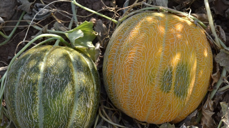 Warum äthiopische Melone gut ist und warum es sich lohnt, sie selbst anzubauen