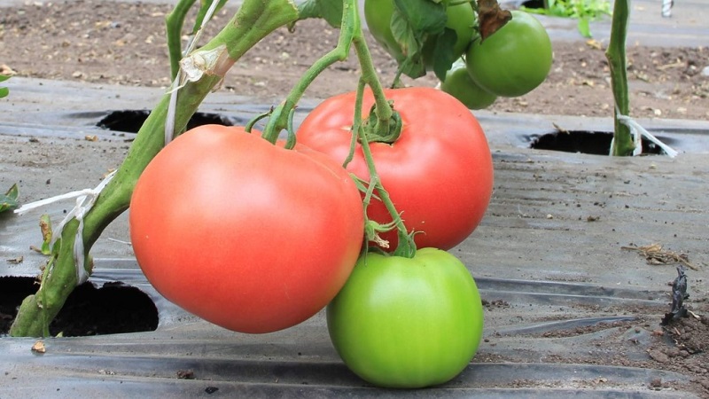 Le favori parmi les résidents d'été pour la culture en serre est une tomate Babushkino lukoshko