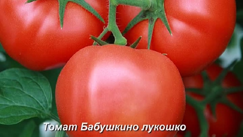 The favorite among summer residents for growing in a greenhouse is a tomato Babushkino lukoshko