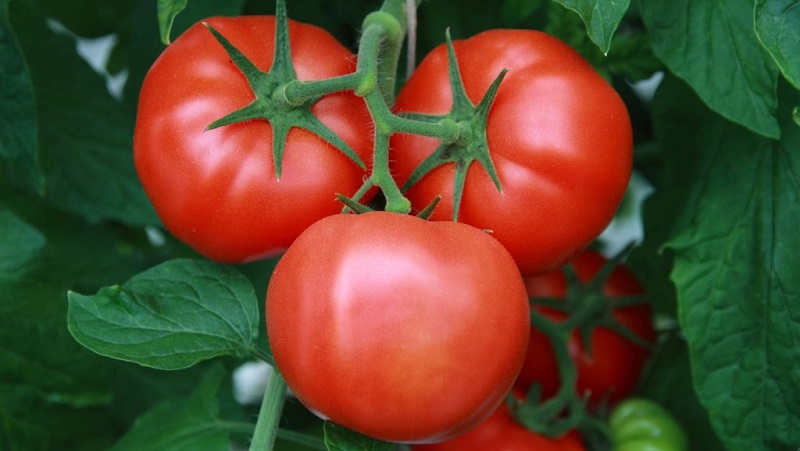 A favorite among summer residents for growing in a greenhouse is a tomato Babushkino lukoshko