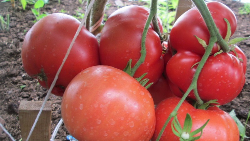 Obľúbené medzi letnými obyvateľmi pre pestovanie v skleníku je paradajka Babushkino lukoshko