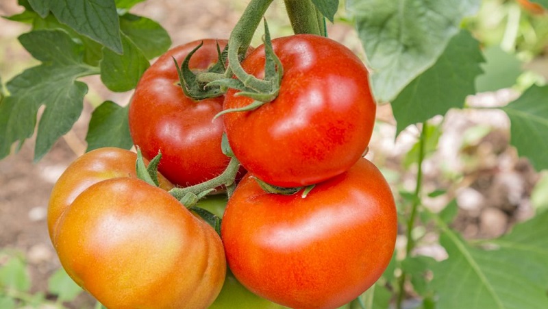 Un favorito entre los residentes de verano para cultivar en un invernadero es un tomate Babushkino lukoshko