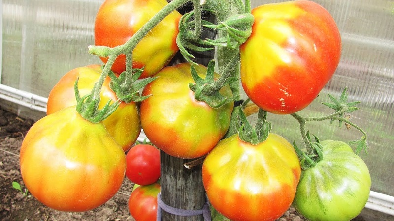 Un favori parmi les résidents d'été pour la culture en serre est une tomate Babushkino lukoshko