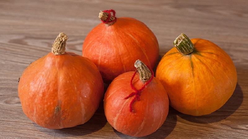 A hybrid with an original flavor that will pleasantly surprise you - pumpkin Hazelnut: grown without much hassle