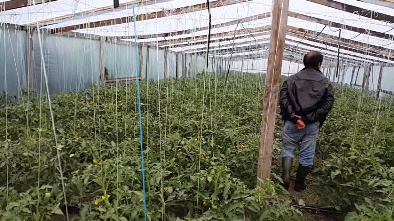 Mga tagubilin para sa pagproseso ng mga kamatis na may phytosporin sa isang greenhouse at pag-iingat kapag nag-spray ng mga kamatis