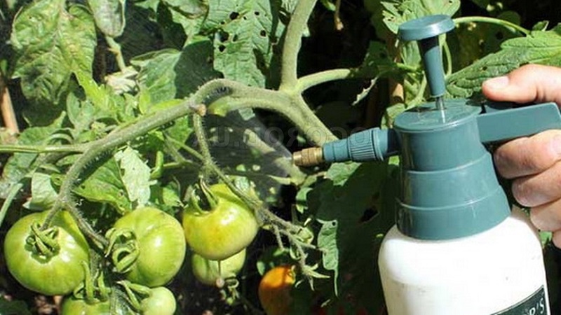 Instruções para processar tomates com fitosporina em uma estufa e precauções ao pulverizar tomates