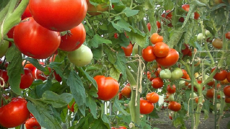 تعليمات لمعالجة الطماطم مع فيتوسبورين في دفيئة والاحتياطات عند رش الطماطم