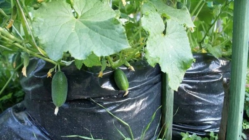 Instrucciones para cultivar pepinos en bolsas: desde la preparación de materiales hasta la cosecha de la cosecha terminada