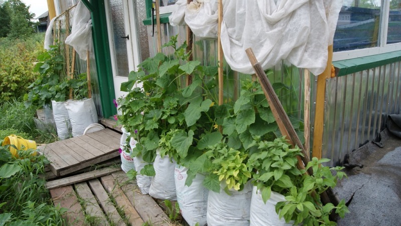 Instructions for growing bagged cucumbers: from preparing materials to harvesting the finished crop
