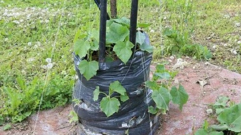 Instructies voor het kweken van komkommers in zakken: van het voorbereiden van materialen tot het oogsten van het afgewerkte gewas