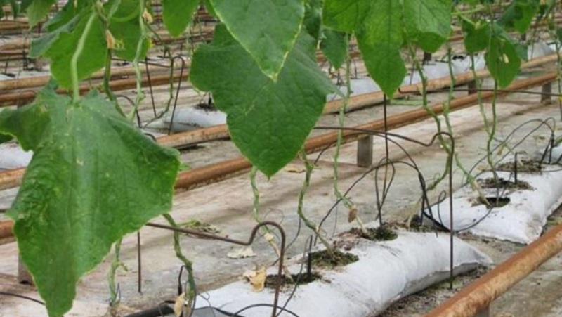 Οδηγίες για την καλλιέργεια αγγουριών σε σάκους: από την προετοιμασία υλικών έως τη συγκομιδή της τελικής καλλιέργειας