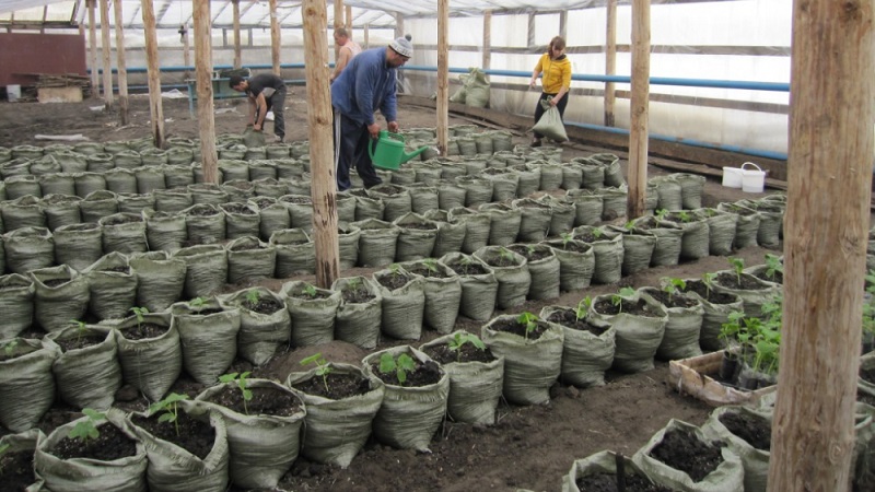 Instructions pour la culture des concombres en sacs: de la préparation des matériaux à la récolte de la récolte finie