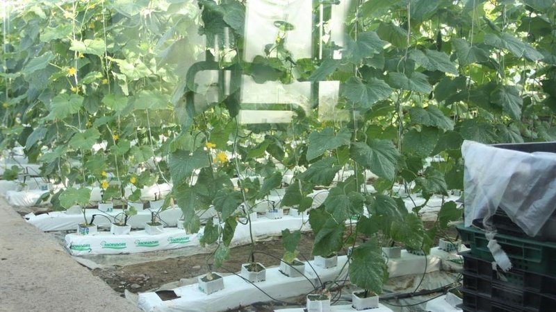Instruções para o cultivo de pepinos ensacados: desde a preparação dos materiais até a colheita da safra final