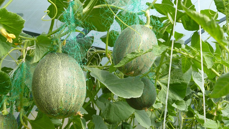 Wie und wann man auf freiem Feld eine Melone richtig bildet