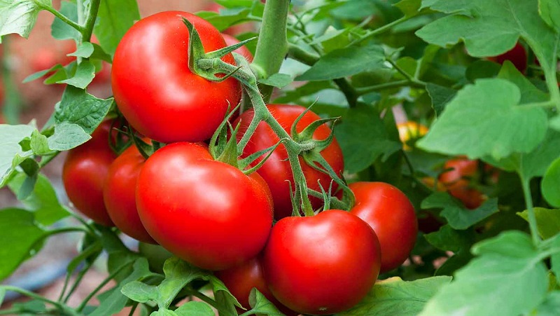 Bir domates Maryina Roshcha nasıl doğru şekilde yetiştirilir: erken olgun bir melezin incelemeleri, fotoğrafları ve verimi