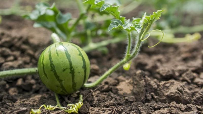 Como germinar sementes de melancia corretamente e o que fazer a seguir com o material de plantio acabado