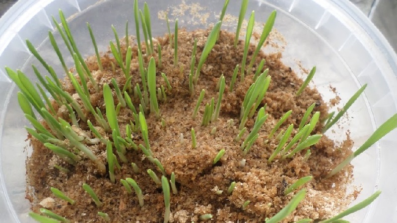 How to germinate barley at home and what is it for
