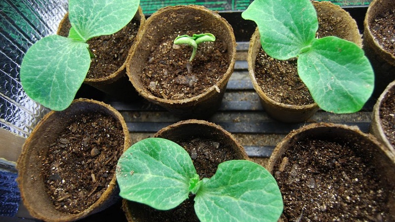 Kako odabrati i pripremiti sjemenke bundeve za sadnju, a zatim iz njih uzgajati izvrsnu žetvu