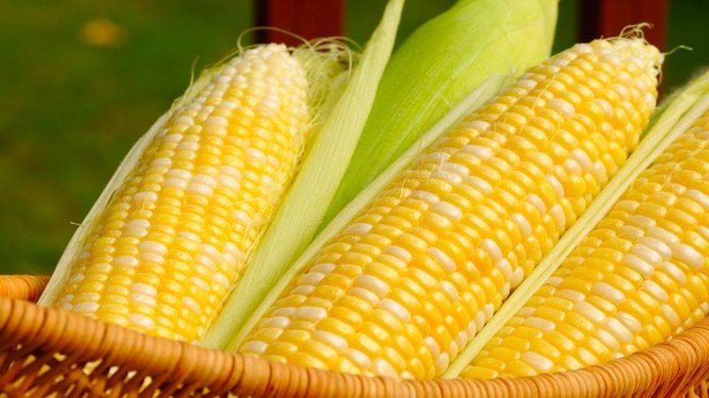 Conteúdo calórico do milho e características de sua composição: vitaminas, minerais e propriedades úteis da rainha dos campos