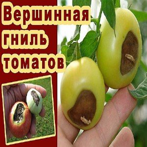 Ein Budget-Tool, mit dem erfahrene Gärtner Tomaten behandeln: Kalziumnitrat für Top Rot