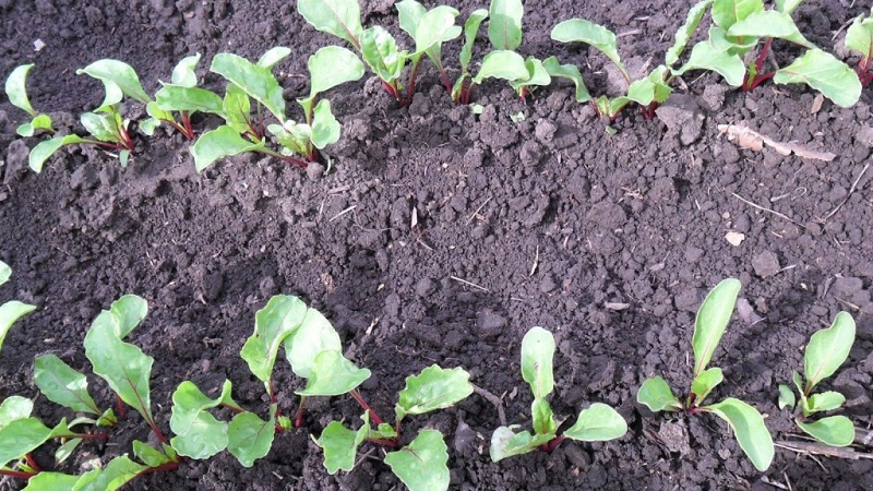 Wanneer en hoe bieten met zaden te planten: stap voor stap instructies voor beginnende tuinders