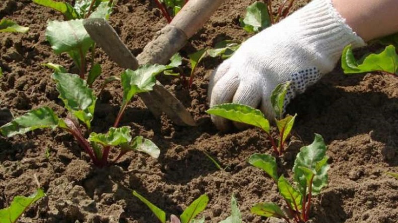 Tohumlu pancar ne zaman ve nasıl ekilir: yeni başlayan bahçıvanlar için adım adım talimatlar