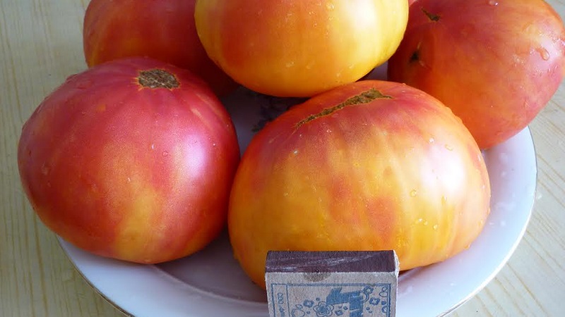 Varietat de fruites grans, de la qual els residents de l'estiu es delecten: tomàquet Enigma de la natura
