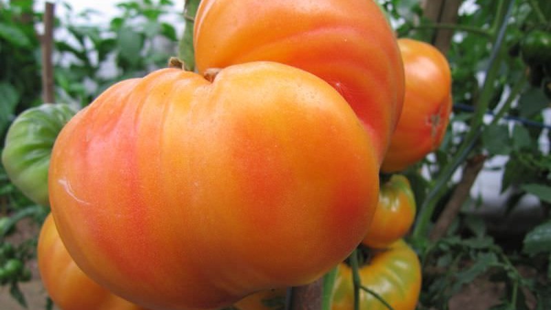Varietà a frutto grande, da cui sono deliziati i residenti estivi: il pomodoro Riddle of nature