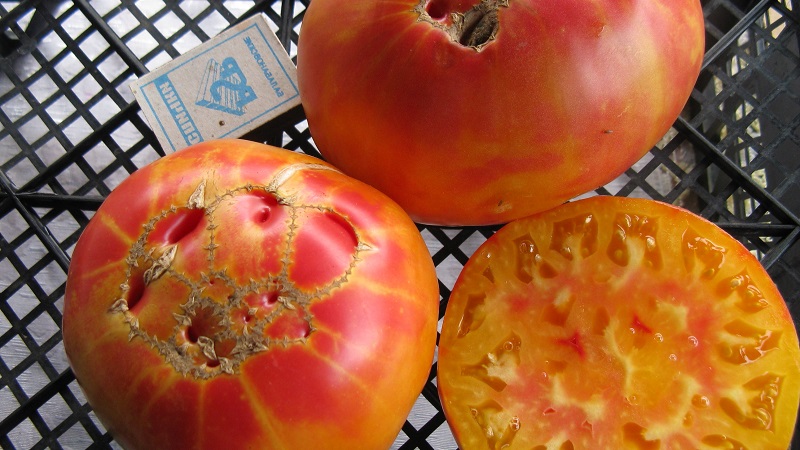 Variété à gros fruits, dont les résidents d'été sont ravis - Tomate Riddle of Nature