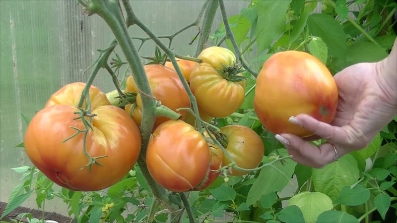 Variedade de frutos grandes, com os quais os residentes de verão se deliciam - tomate Riddle of nature