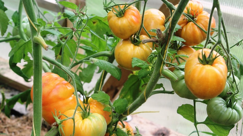 Didelio vaisiaus veislė, nuo kurios džiaugiasi vasaros gyventojai - pomidorų gamtos mįslė