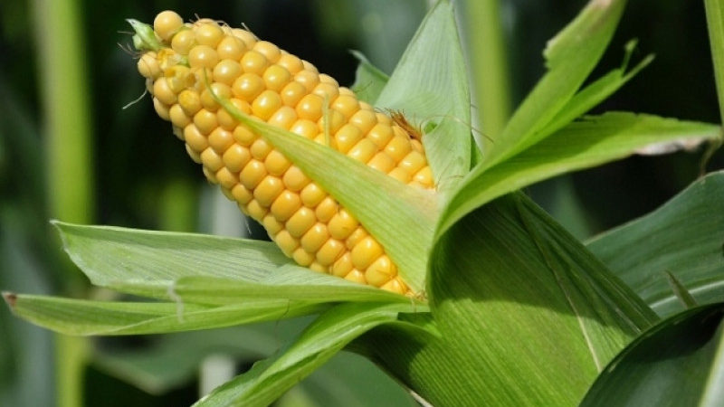 É possível comer milho cru: os benefícios e malefícios dos vegetais frescos, possíveis contra-indicações