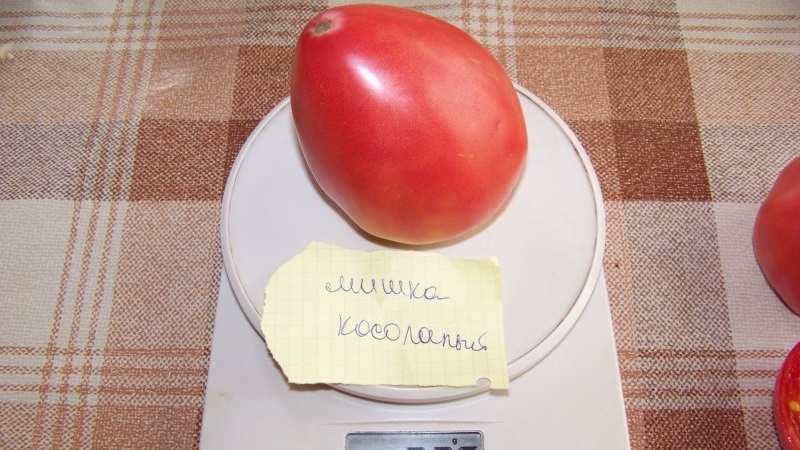 Cà chua thịt và rất ngon Mishka chân khoèo: đánh giá và kỹ thuật nông nghiệp để tăng năng suất