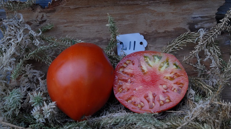 Vlezige en zeer smakelijke tomaat Mishka-klompvoet: beoordelingen en agrotechnische technieken om de opbrengst te verhogen