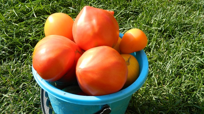 Cà chua thịt và rất ngon Mishka chân khoèo: đánh giá và các kỹ thuật nông nghiệp để tăng năng suất
