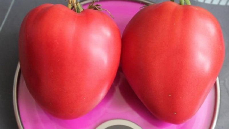 Cà chua thịt và rất ngon Mishka chân khoèo: đánh giá và các kỹ thuật nông nghiệp để tăng năng suất